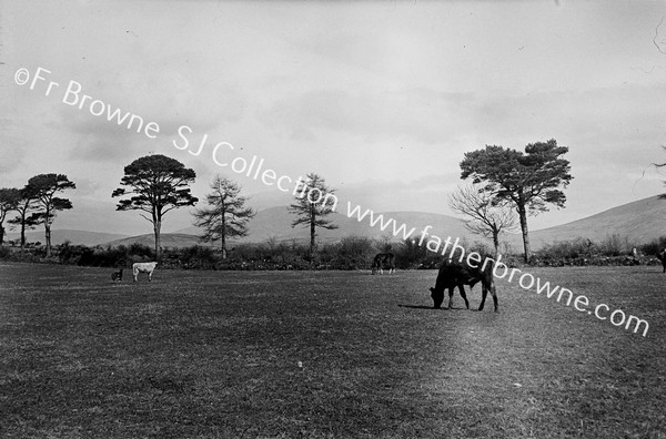 MOUNT LEINSTER FROM BALLYMURPHY - ST MULLENS ROAD ( VERY DISTANT)